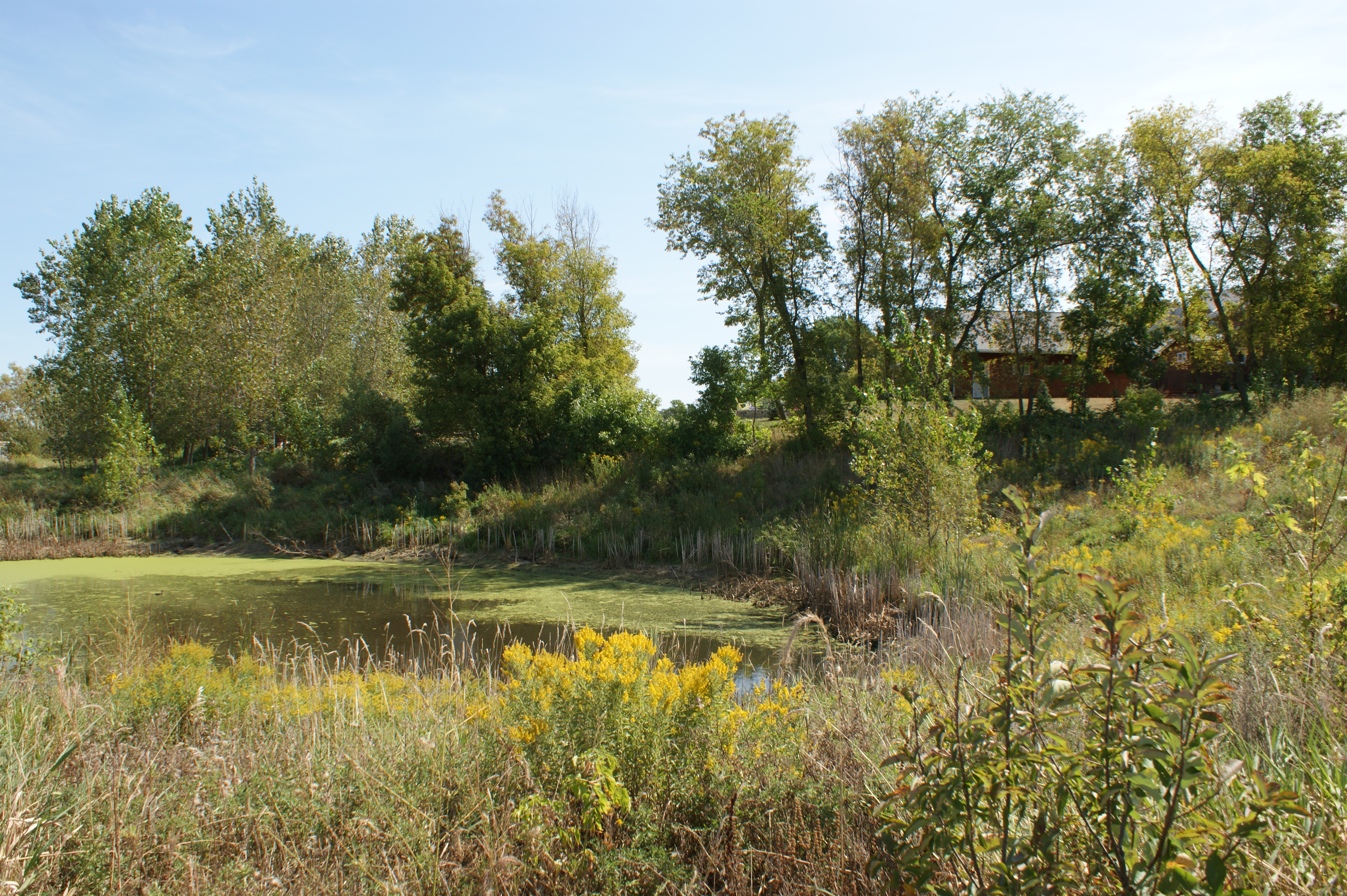Rainwater Nature Area4.JPG