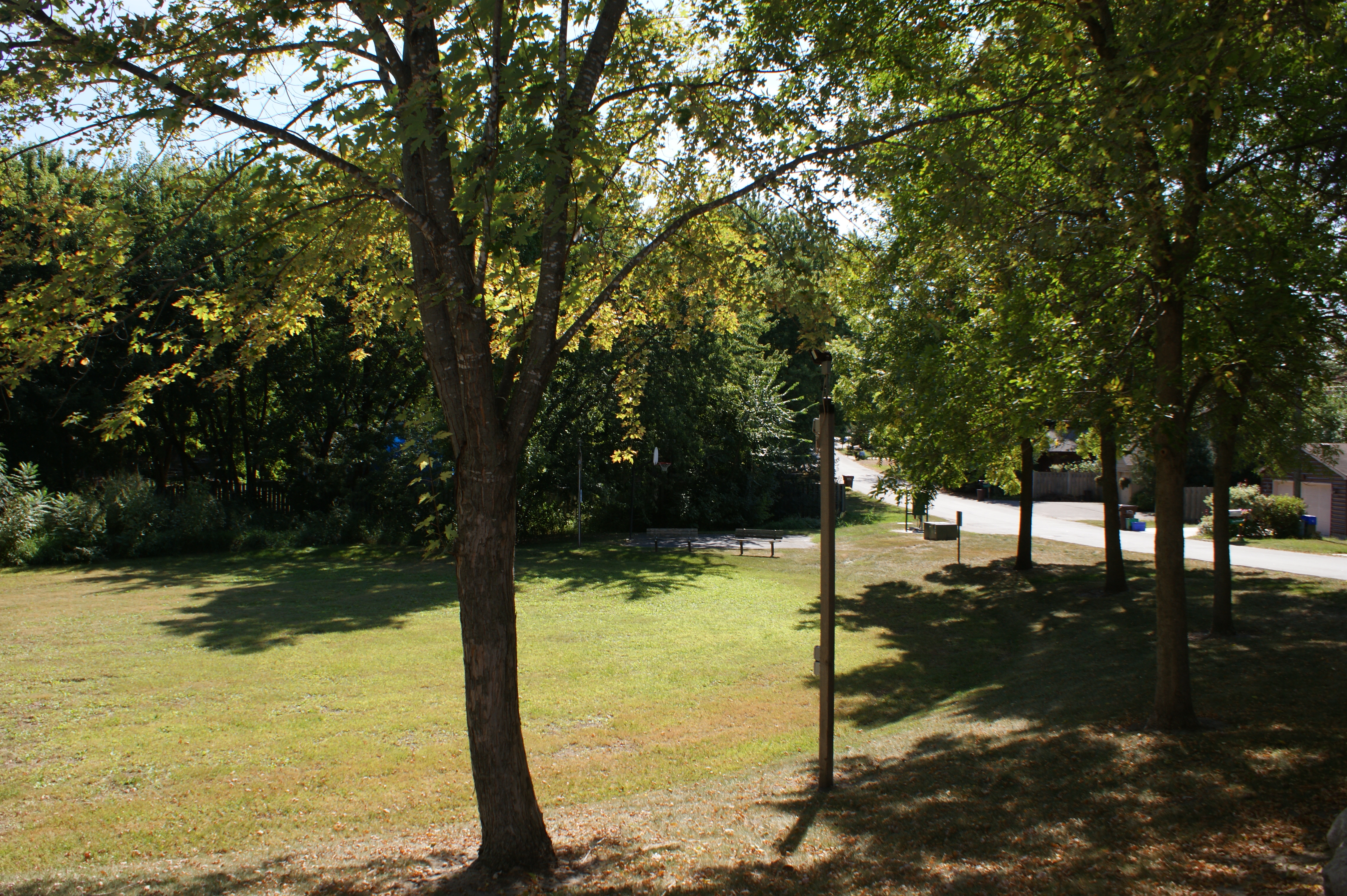 Walnut-1.JPG